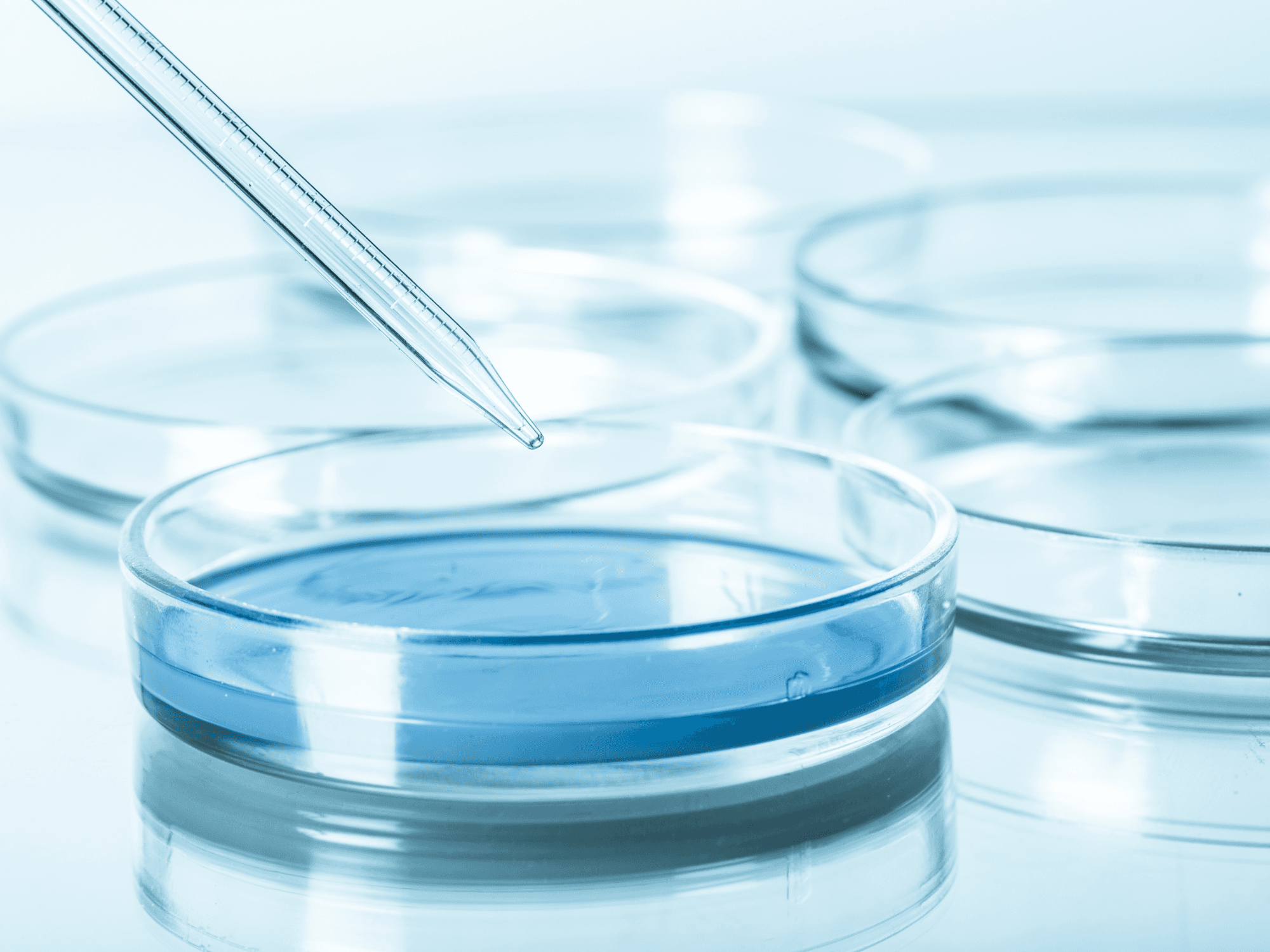 Boite de Petri en laboratoire